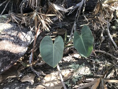 Philodendron biribiriense