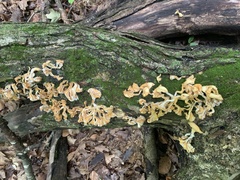 Pleurotus citrinopileatus