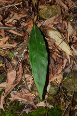 Cremastra appendiculata