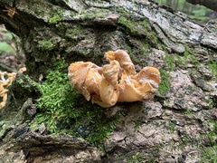 Pleurotus citrinopileatus