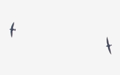 Hirundapus caudacutus