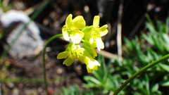 Draba juvenilis