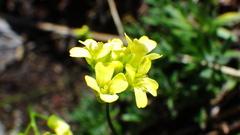 Draba juvenilis