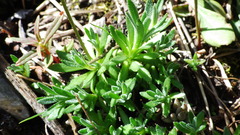 Draba juvenilis