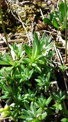 Draba juvenilis