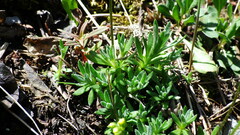 Draba juvenilis