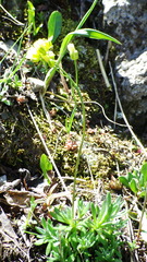 Draba juvenilis