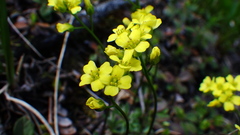 Draba juvenilis