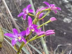Cattleya rupestris