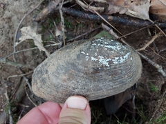 Pyganodon grandis