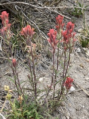 Castilleja praeterita
