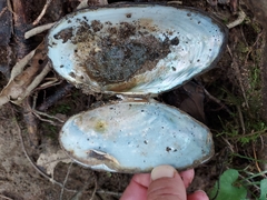 Pyganodon grandis