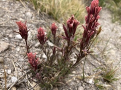 Castilleja praeterita