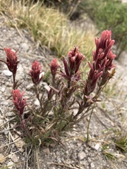 Castilleja praeterita