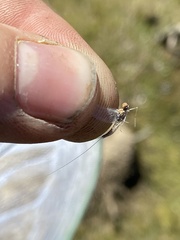 Callibaetis ferrugineus hageni