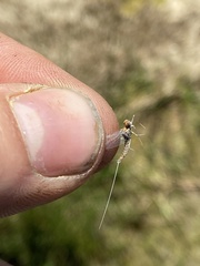 Callibaetis ferrugineus hageni