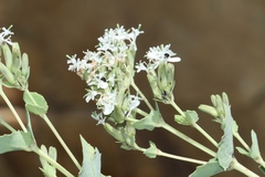 Guardiola platyphylla