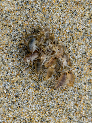 Megalorchestia pugettensis