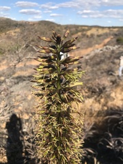 Encholirium luxor
