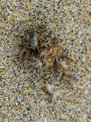 Megalorchestia pugettensis