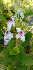 Pseuderanthemum maculatum