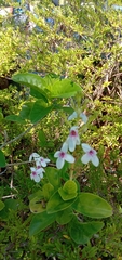 Pseuderanthemum maculatum