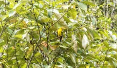 Chrysothlypis chrysomelas