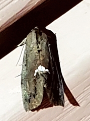 Hypsoropha hormos