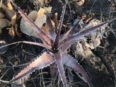 Encholirium luxor