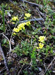 Draba juvenilis