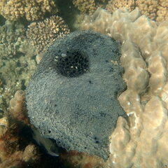 Ircinia irregularis