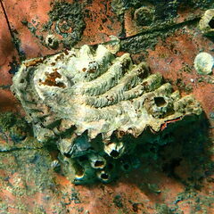 Saccostrea