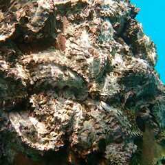 Saccostrea