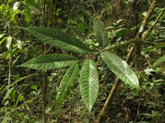 Eschweilera bogotensis