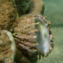 Spondylus gaederopus