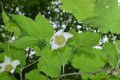 Rubus peltatus