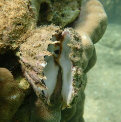 Spondylus gaederopus