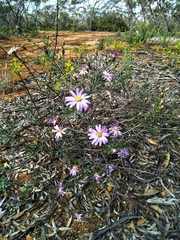 Olearia magniflora