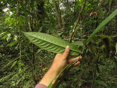 Eschweilera bogotensis