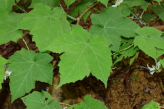 Rubus peltatus