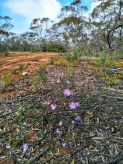 Olearia magniflora
