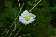 Rubus peltatus