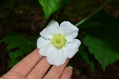Rubus peltatus