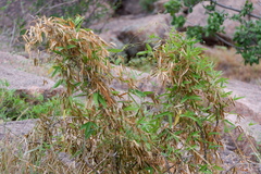 Strophostyles leiosperma