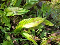 Packera schweinitziana