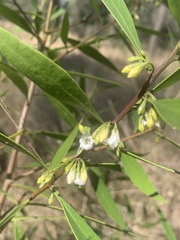 Myoporum acuminatum