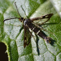 Synanthedon bibionipennis
