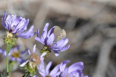Satyrium semiluna