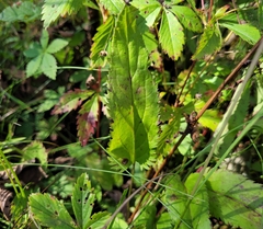 Packera schweinitziana