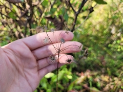 Packera schweinitziana